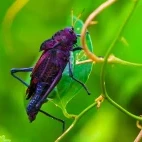 Purple cricket in Costa Rica