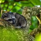 Racoon in Cahuita, Costa Rica