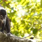 Coatimundi in Costa Rica