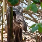 Baird's tapir in Costa Rica