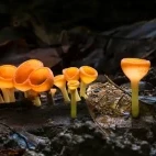 Cup fungus in Costa Rica.
