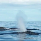 Humpback whale in Costa Rica