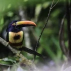 Fiery-billed aracari in Costa Rica.