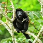 Howler monkey in Costa Rica