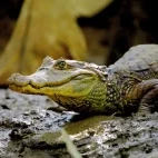 Spectacled caiman in Costa Rica
