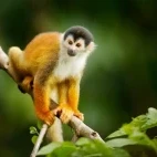Squirrel monkey in Costa Rica
