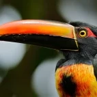 Fiery-billed aracari in Costa Rica