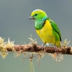 Golden-browed chlorophonia in Costa Rica.