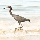 Little blue heron in Costa Rica
