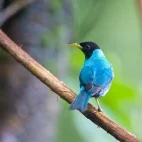 Green honeycreeper in Costa Rica