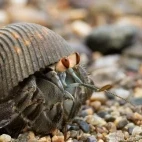 Hermit crab in Costa Rica