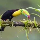 Keel-billed toucan in Costa Rica.