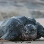 Leatherback turtle in Costa Rica