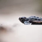 Leatherback turtle hatchling in Costa Rica