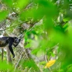 Mantled howler monkey in Costa Rica.