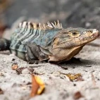Black iguana in Costa Rica