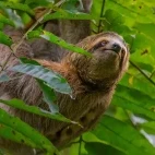 Sloth in Costa Rica