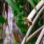 Bare-throated tiger heron in Costa Rica.