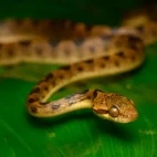 Cat-eyed snake in Costa Rica.