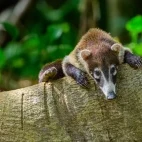 Coati in Costa Rica.