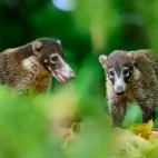 Coati in Costa Rica.