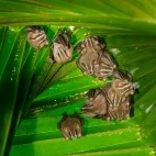 Common tent-making bats in Costa Rica.