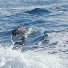 Dolphin in Costa Rica