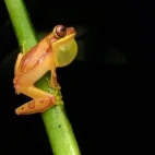Hourless tree frog in Costa Rica.