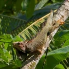 Iguana in Costa Rica.