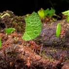 Leaf-cutter ants in Costa Rica.