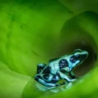 Poison arrow dart frog in Costa Rica.