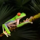 Red-eyed tree frog in Costa Rica.