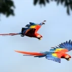 Scarlet macaw in Costa Rica.