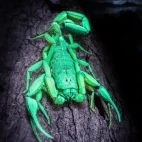 Scorpion in Costa Rica.