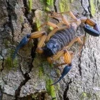 Scorpion in Costa Rica.