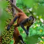 Spider monkey in Costa Rica.