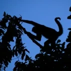 Spider monkey in Costa Rica.