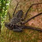 Tailless whip scorpion in Costa Rica.