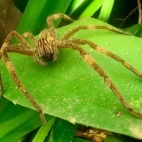 Wandering spider in Costa Rica.