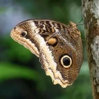 Owl eye butterfly in Costa Rica