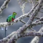 Resplendent quetzal in Costa Rica.