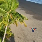 Scarlet macaw in Costa Rica