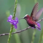 Snowcap hummingbird in Costa Rica