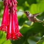 Hummingbird in Turrialba, Costa Rica