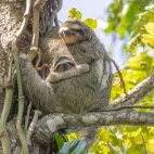 Two-toed sloth in Costa Rica