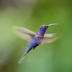 Violet sabrewing in Costa Rica.