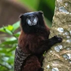 Close-up view of a black tamarin monkey.