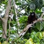 Black tamarin monkey in a tree.