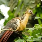 Hoatzin spotted at the lodge, Ecuador.