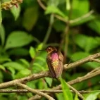 Shining sunbeam hummingbird perched on a branch, Ecuador.